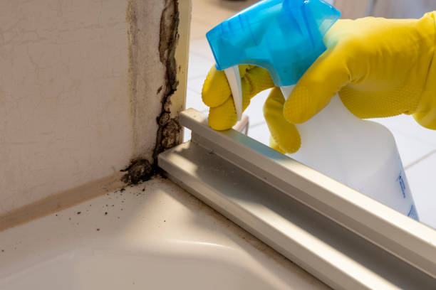 Why You Should Choose Our Mold Remediation Services in Chester, IL